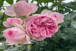 我的心月季有什么致命缺點